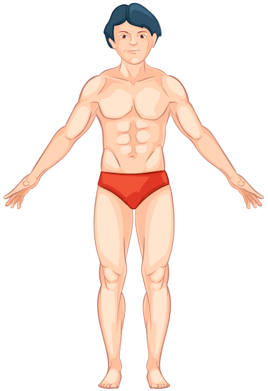 Corpo feminino de frente